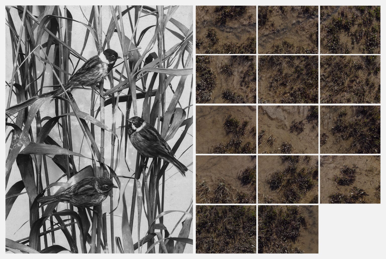 PAESAGGIO 2024 | deMayda 1 migliarino | Spazi Fotografici deMayda-1_migliarino